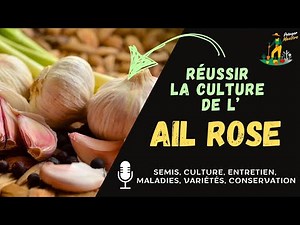 Réussir la culture de l'ail rose dans votre potager