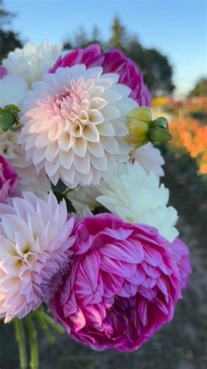 Have you heard of Sandy Boley’s new dahlia Sandia Tulip? There’s video in our stories today of it compared with lots of other beautiful dahlias! 🩷 This amazing new flower was created by Sandy Boley of Birch Bay Dahlias, and we’re working on lotsss of exciting dahlia projects with her and her husband Steve. (More on that in the stories, too!)💕 We have so much beauty planned for the seasons ahead and we can’t wait to share it with you! 💐 We are not certain of Sandia Tulip’s release date, but ho
