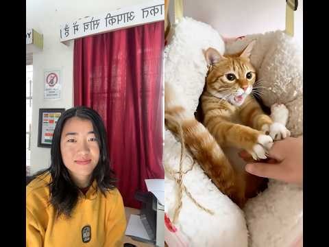 Angry cat 🤯😃🤭😍🥰 #duet #lifeisbutadream #funnypets #cat #funnyanimals #reaction #angry #cat