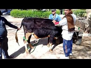 Large abdominal abscess in a cow