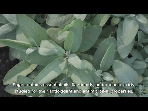 Sage (Salvia officinalis) – A Powerful Herb for Mind & Body 🌿