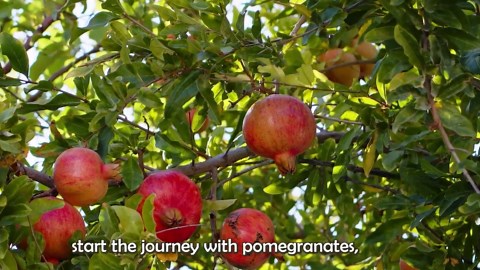 The Journey of Fresh Fruits from Orchard to Juice