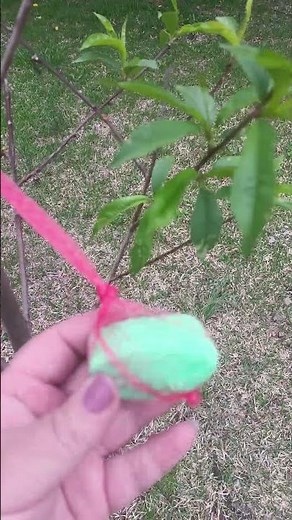 This is how I protect my fruit trees from deer (Irish Spring Soap) #gardening