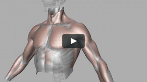 Muscles Deformation Test