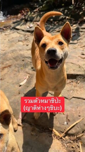 หมาชิปะ 🥰 #dog #หมาน่ารัก #cutedog #หมาชิบะ #ชิบะอินุ #shibainu #ทาสหมา #doglife