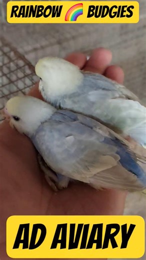 Rainbow🌈Budgies Baby😍😍😍#Budgies#Parrot#Shorts#Viral#Petslover