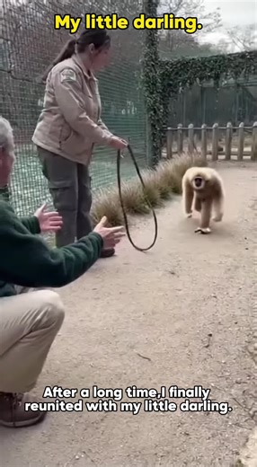 Heartwarming Monkey Reunion After Long Separation