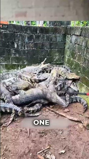 How Farmers Save Crocodiles from Being Crushed #crocodilefarm #rescue