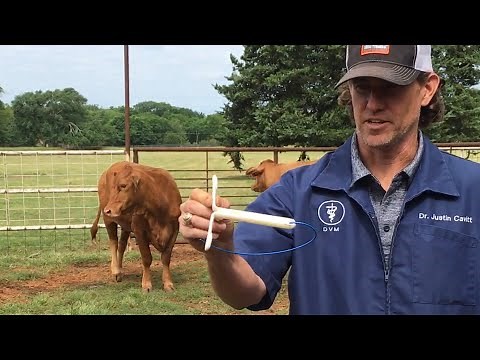 Artificial Insemination (AI) In Cows 🐮 Synchronizing Estrus - CIDR Application - Prep For Breeding