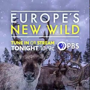 Sami reindeer herders and modern conservationists are teaming up in a bid to save one of Europe’s wildest frontiers. Learn more during Europe's New Wild, airing tonight at 10/9c. | PBS