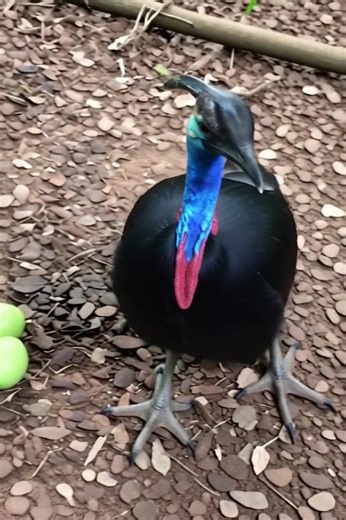 Cassowary: The Rainforest’s Jewel Guardian Meet one of the most striking birds of the tropics—a cassowary, known for its vibrant blue neck, bright red wattles, and towering helmet-like casque that makes it look straight out of a prehistoric world! These powerful, flightless birds roam the rainforests of New Guinea and northern Australia, protecting their nests with fierce dedication. Their vivid green eggs are among the most unique in the bird kingdom, carefully guarded on the forest floor. Cass