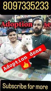 Persian cat | Persian kitten | cat adoption #persiancat #persiankitten #adoption #rescue #cat #tabby