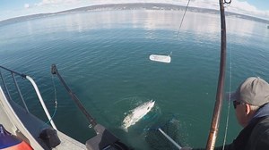 33K views · 165 reactions | Channel 2's Grant Robinson joined Capt. Mike Crawford aboard the Shooter Again to hook into Alaska's state fish. | Alaska's News Source | Facebook