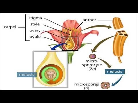 angiosperm life cycle