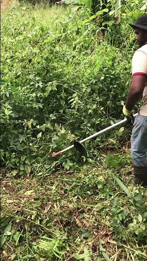 Grass Cutting Made Easy | Beginner Brush Cutter Tips 💚
