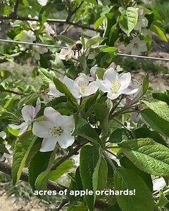 162K views · 1.3K reactions | How important is tree fruit...