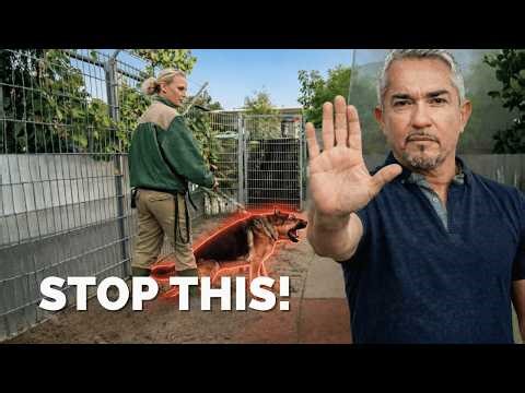 The Real Reason German Shepherds Struggle — And How to Help | Leader of the Pack