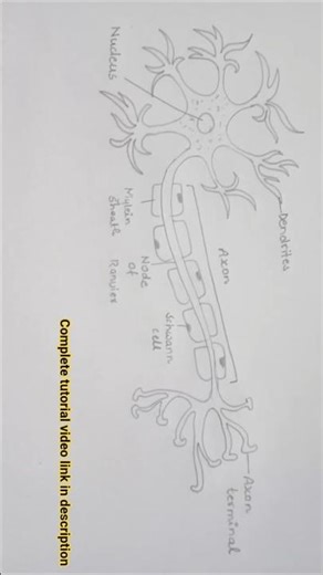 How to draw neuron cell easy #study #shortsfeed #shorts #motivation