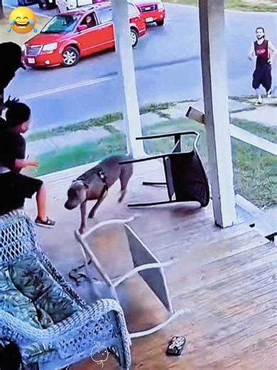 Dogs Chasing People 🐶😂 #dog #funny #funnydogs #foryou #fyp #viral