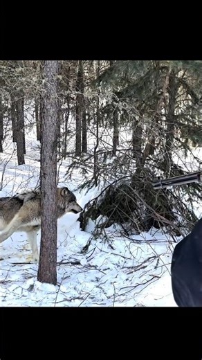 wolf trap and shoot #chasse #hunting #blackwolf #deer #foxhunting