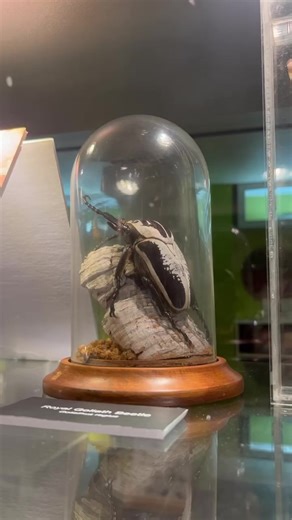 Incredible Insects is a new display here at the North Museum that was carefully prepared and curated by our resident bug expert Joshua Kulak! Each specimen is beautiful and fascinating to see up close. Visit soon and check it out for yourself!#bugs #insects #earth #history #nature #entomology #museum #lancaster #science #planet #environment #green #butterfly #sustainability #insectsofinstagram #flower #garden #learn #kids #thingstodo #family | North Museum of Nature & Science