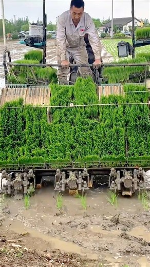 Planting Rice Seedlings Efficiently Using a Modern Automatic Rice Transplanter