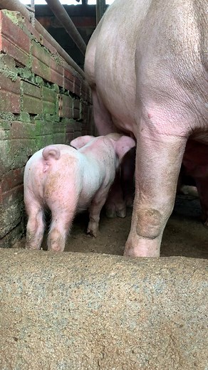 8.9K views · 88 reactions | So pretty pig ❤️ #pig #piggy #pigs #pigsofinstagram #minipig #animals #love #cute #piglets #piglife #pigstagram #piggies #oink #pork #guineapig #piglets #minipigs #piglove #cutepig #petpig #piglover #farm #pigsaspets #farm #piggy #piglets #pigbreed #breeding #superpigbreed #pigfarmingforbeginner #technologypigfarming | Pig Videos | Facebook