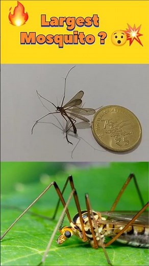 Is this world largest mosquito ? | Toxorhynchites speciosus | Giant Mosquito