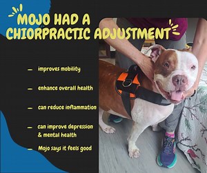 13K views · 1.2K reactions | Mojo is such a sweet boy and he seems to...