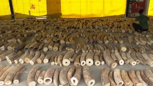 Singapore seizes record $12.9M of elephant ivory