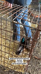 Watson’s Auction 1500 North Green Street Maud, OK 74854 405-245-4225 | The Chicken Coop Auction Service - Watson’s Auction