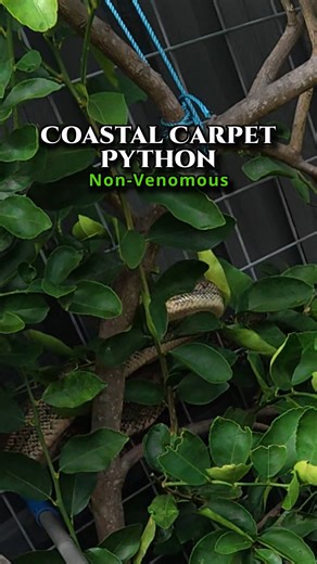 Very large, Very Mad Carpet Python From Dicky Beach | Snake Rescue Sunny Coast