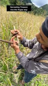 Rice farmer Mamerto Lagitan Tindongan shows us how to harvest heirloom rice by hand 🤯