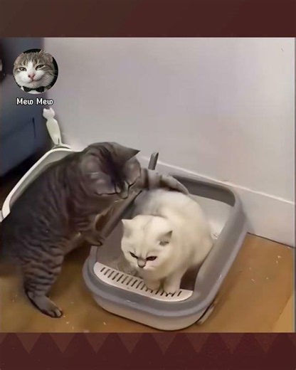 Trời ơi bọn nhỏ này dễ thương xỉu #mewmew #cats #memes