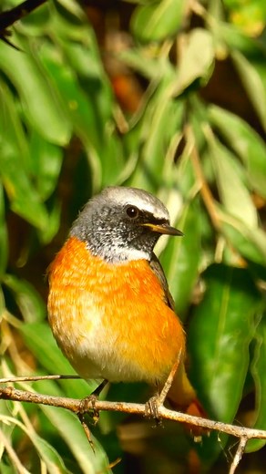 Meet the Vibrant Common Redstart: Nature’s Melodic Beauty! 🎶 #CommonRedstart #BirdWatching The Common Redstart (Phoenicurus phoenicurus) is a small, vibrant songbird found across Europe and Asia. Males are easily recognized by their striking orange-red tails, black face mask, and contrasting gray upperparts. Females, while less colorful, display subtle brownish tones with the same distinctive red tail. This migratory bird prefers open woodlands, gardens, and forest edges, where it feeds on inse