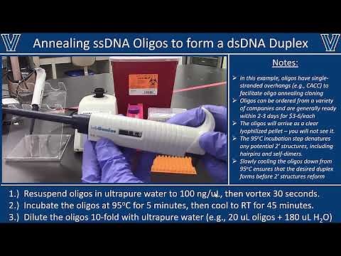 Annealing Oligos
