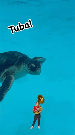 The Turtle Hospital on Instagram: "Tuba got his swimming papers! 🐢🌊😊🩵 Tuba, a juvenile Kemps Ridley sea turtle is fully recovered from cold stunning and will be returning to his Ocean home tomorrow out of new Smyrna Beach Florida! We are looking for a BIG crowd to give Tuba a proper send off! See you there! #rescuerehabrelease #seaturtlehospital #seaturtle #compassioniscontagious @turtlebette @goodmorningamerica"