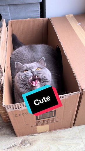 Chatter #fyp #cat