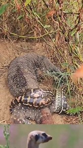 😱🥶Fierce battle of python and prey. | Machines TV