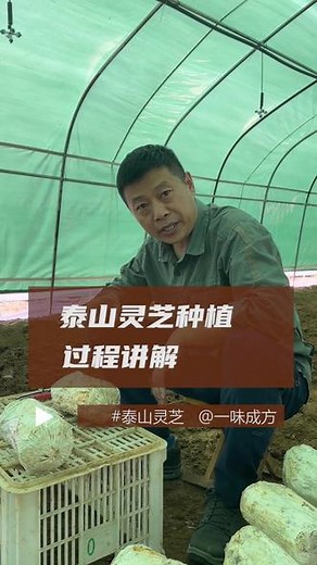 尹涛带您了解泰山灵芝种植过程 实木灵芝在适合的水土环境进行仿野生种植，灵芝活性才能更高。#泰山灵芝 #灵芝 #灵芝种植 #实木灵芝 #一味成方