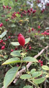 How to eat ROSE HIPS straight off the bush! #foraging #rosehip | Forage For Knowledge
