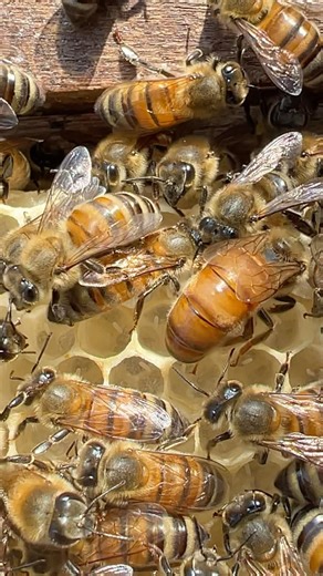 Wow!! The best queen bee laying eggs in cells #honey #workerbee #beekeeper #honeybeesting #amazing