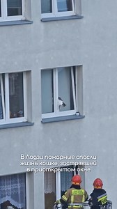 71K views · 2.1K reactions | These types of windows are a trap for our cats. Never leave them open with the cat alone in the house, in the video we see a happy ending but unfortunately many times the cat loses its life. | Mirco Zermanni | Facebook