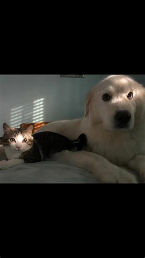 Brian Cowan on Reels