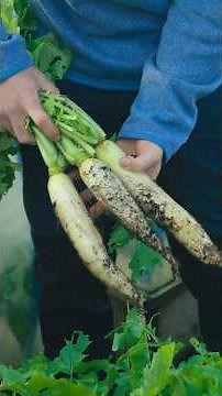 What Crops To Sow in August (Fill Those Gaps!)