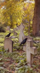 “The year is dying. Some trees wear red robes to its funeral, others choose gold. In all the season's acts of solar alchemy, where stored sun is discharged as transformed colour, none weep for the passing. For death is part of the eternal turn and it is beautiful.” ~ Emily Banting, 1982 Haunted chamber music composed, arranged and performed by multi-instrumentalist, Meredith Yayanos & Dan Cantrell from ‘The Parlour Trick’ ~ ‘Pandora.’ https://instagram.com/theparlourtrick?igshid=YmMyMTA2M2Y= htt