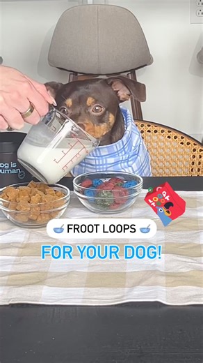 Fun and delicious dog safe Froot Loops! 🥣💚❤️💙 #dog #dogenrichmentideas #dogishuman #doglover #dogsofinstagram #dogstagram #dogslife #doglover #doglife #dogloversofinstagram #dogloversclub #doglifestyle #doglove #dogmom #dogmodel #dogmomager | Dog is Human