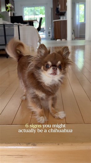 ⚠️ 6 Signs You’re Actually a Chihuahua
