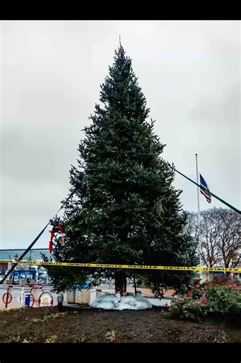 🎄The Annapolis Christmas Tree has arrived! Look for the Grand Illumination with @downtownannapolispartnership coming up Nov. 30! | The City Of Annapolis