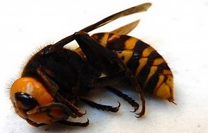 Huge, invasive bee-killing hornet turns up in Washington state